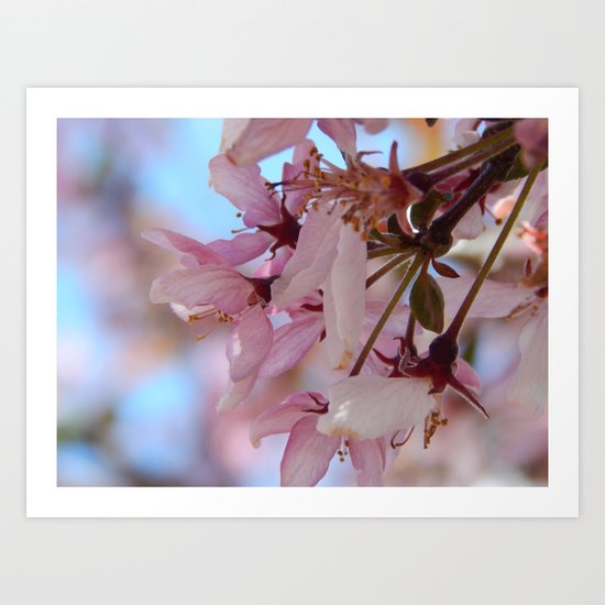 Cherry Blossom Art Print