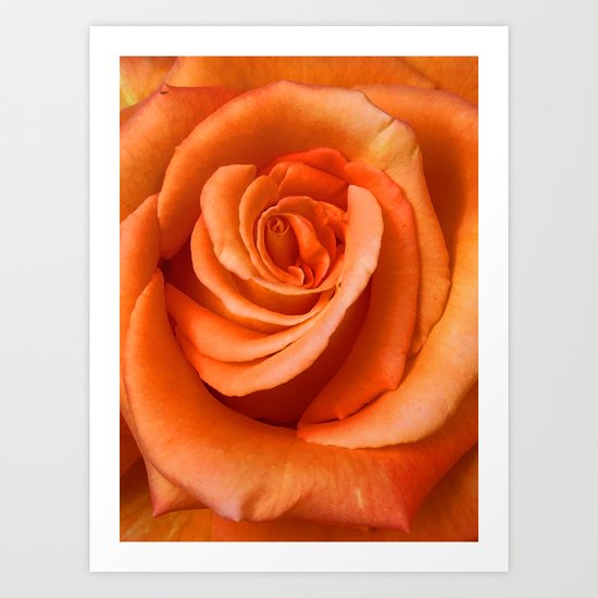 Orange Rose Art Print