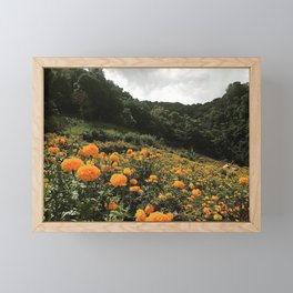 Marigolds in July Framed Mini Art Print