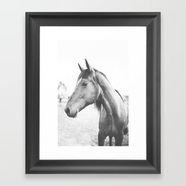 bw horse, equestrian, black and white horse, thoroughbred Framed Art Print