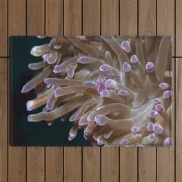Anemone shrimp hanging out Outdoor Rug