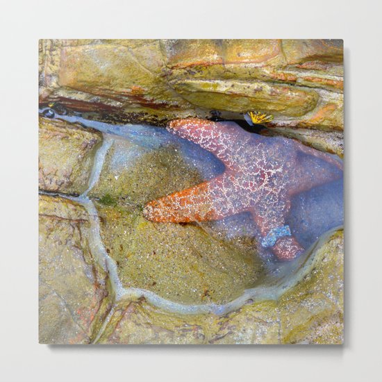 Tidepool Starfish Metal Print