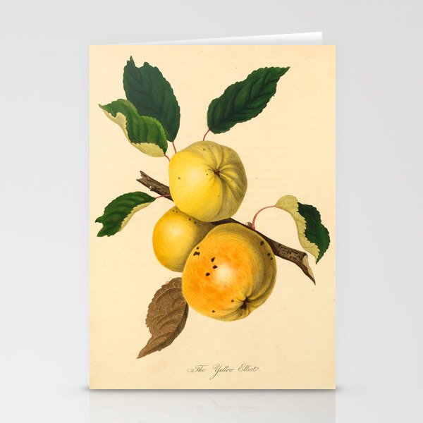 The Yellow Elliot Apple (1811) Stationery Cards