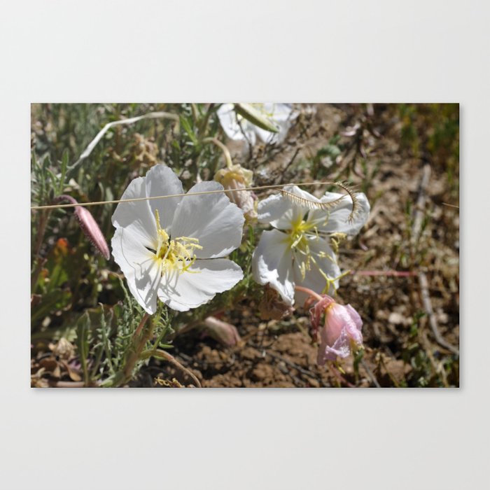 Mountain Wildflowers Canvas Print