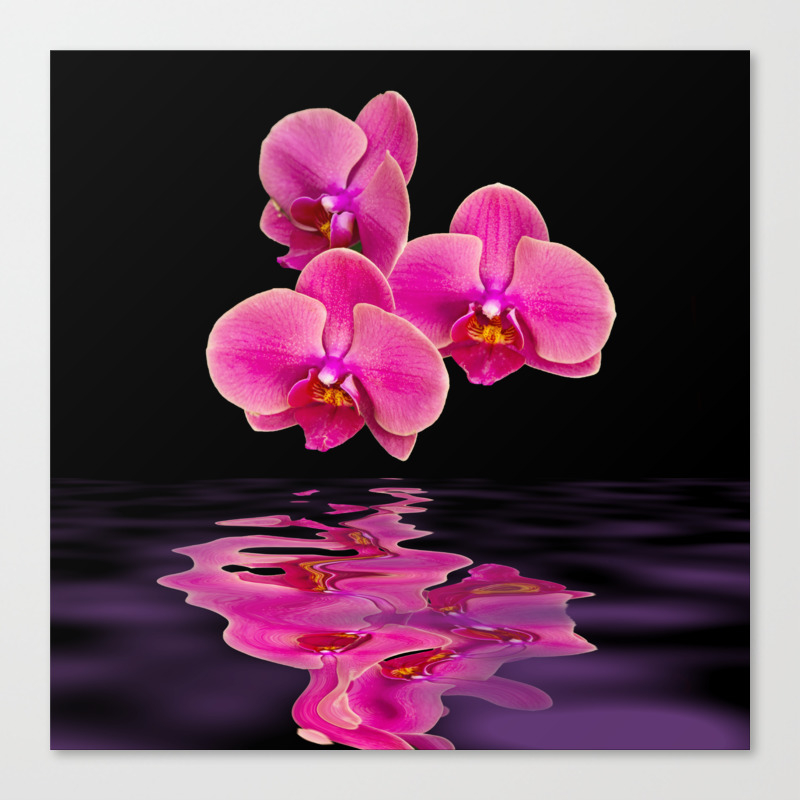 Mystical Pink Orchids Reflections Canvas Print By Daphsam Society6