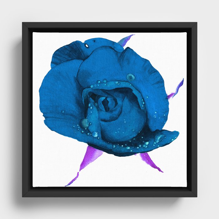 Deep blue rose Framed Canvas