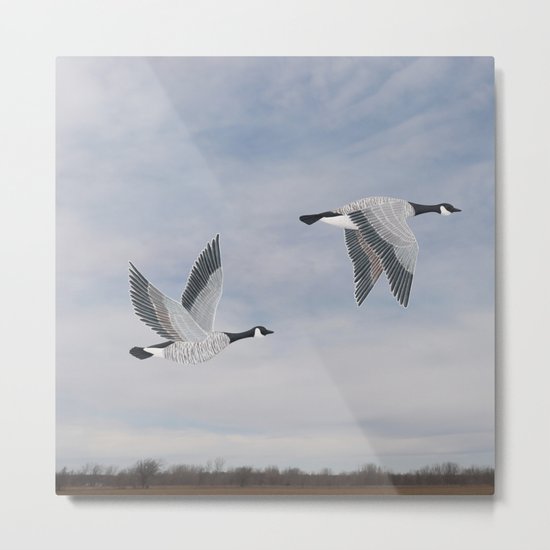 Canada geese and blue sky Metal Print