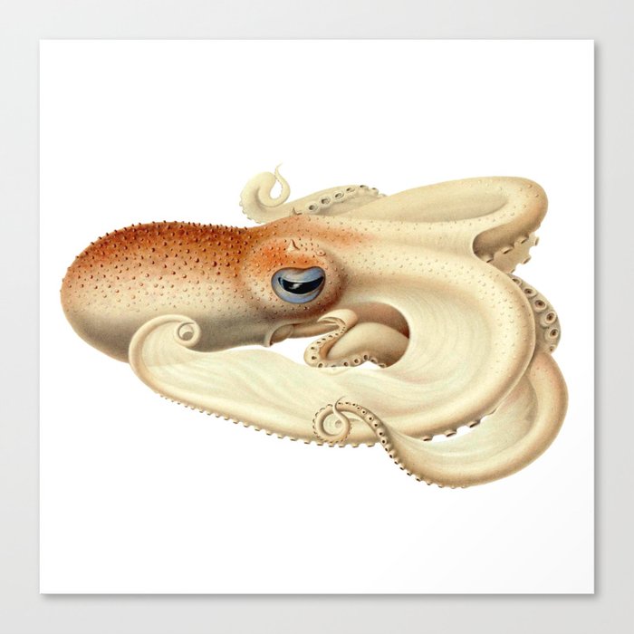 The Angel octopus, (Velodona togata) Canvas Print