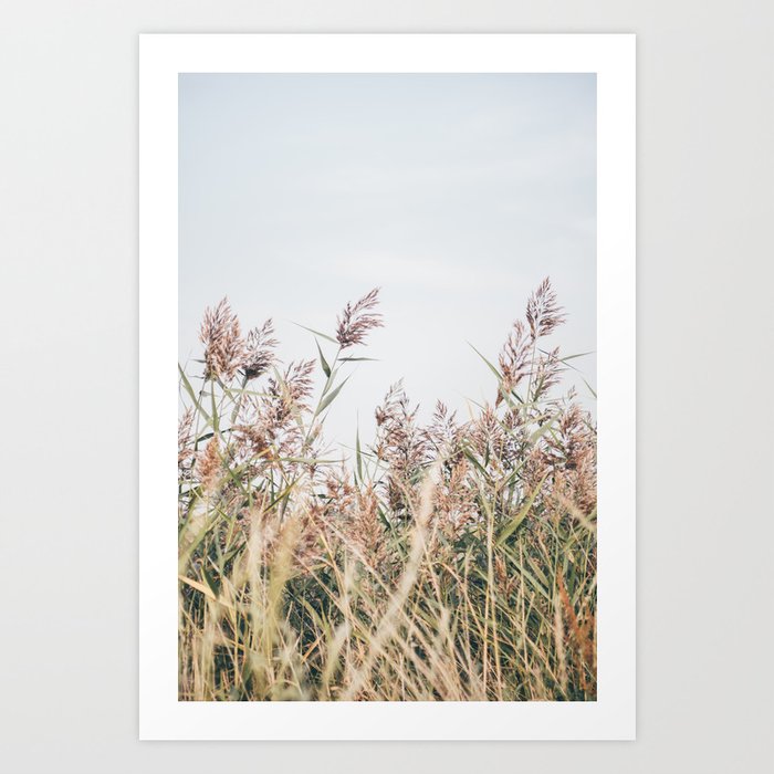 Reeds Grass in Neutral Colors - Boho Botanical Photography Art Print