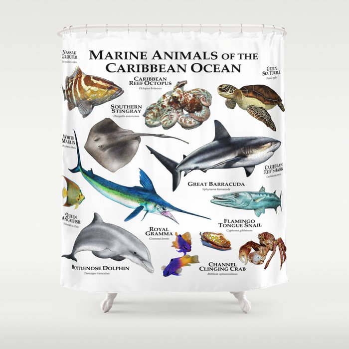Marine Animals Of The Caribbean Ocean Shower Curtain By Wildlife