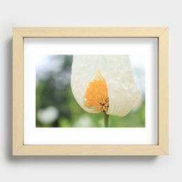 Ready for blooming  Recessed Framed Print