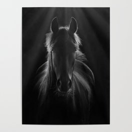 No One To Run With - Beautiful Horse Portrait black and white photograph - photography - photographs Poster