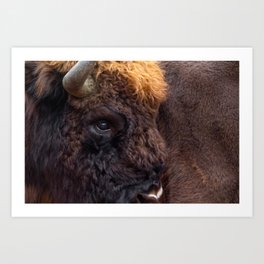 Portrait European bison | Wildlife fotoprints the Netherlands Art Print