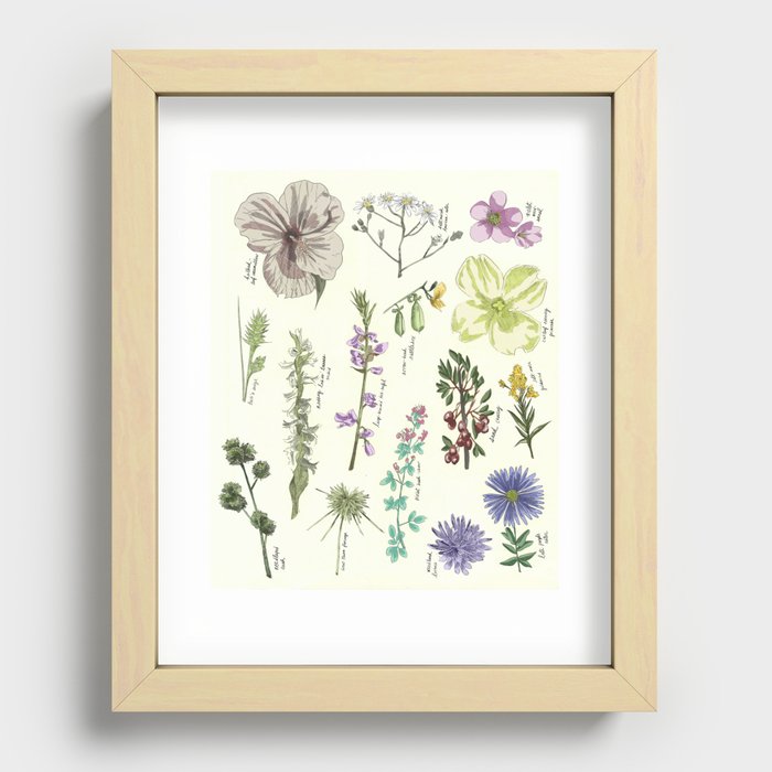 Scientific illustration, plants, flowers, flower, plant Recessed Framed Print