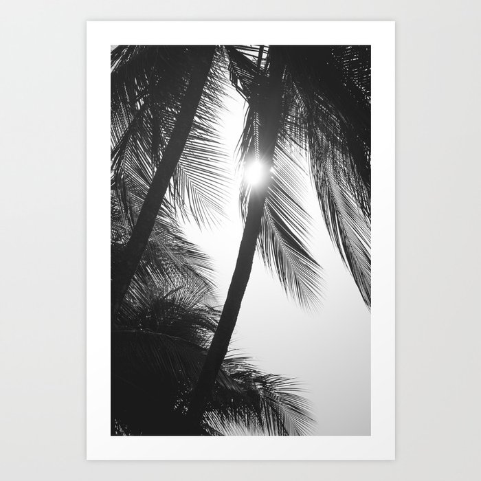 Monochrome Palm Silhouettes with Sun Flare | fine art | photo print | Costa Rica Art Print