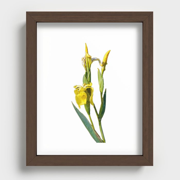 Yellow iris blossom Recessed Framed Print