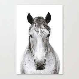 Horse I Canvas Print