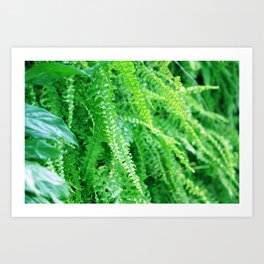 Fresh Green Ferns Photography Art Print | Droplets, Sunshine, Young, Light, Tree, Photo, Leaf, Soothing, Relaxing, Fern 