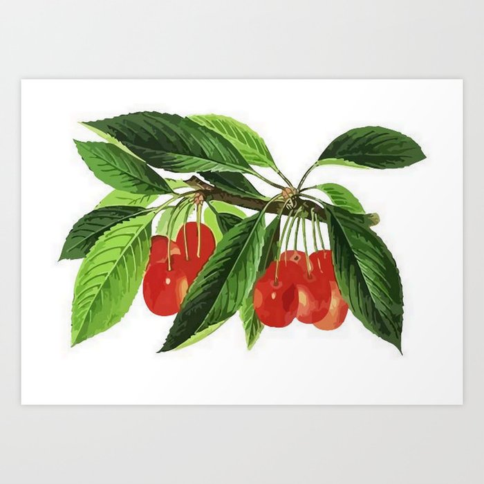 Red Cherries Vector on White Background Art Print