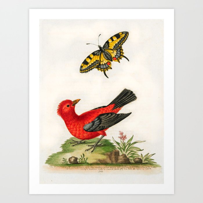 Scarlet sparrow and yellow swallow-tailed butterfly by George Edwards, 1761 Art Print