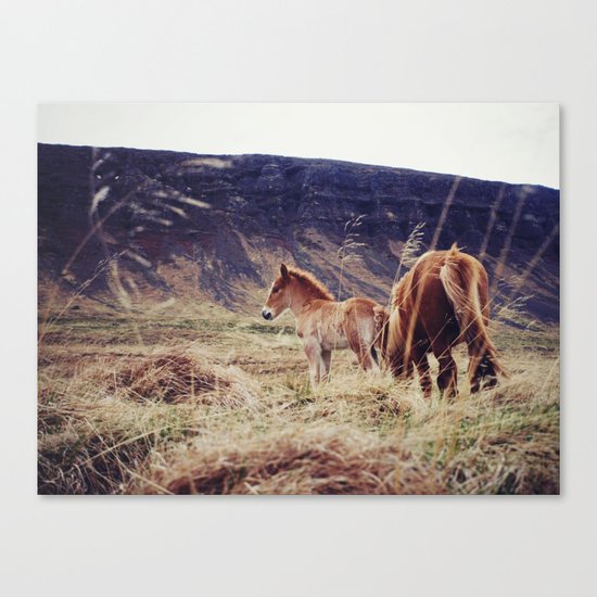 Icelandic horses Canvas Print
