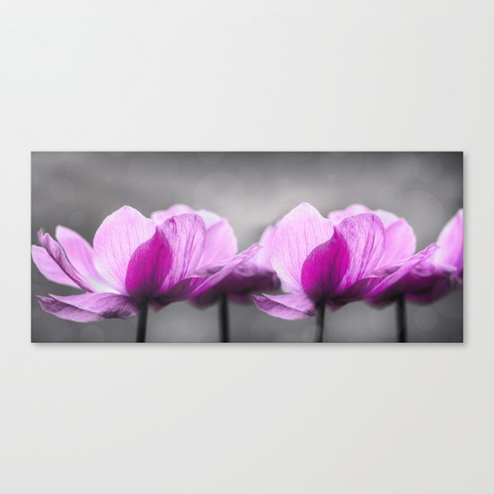 pink Anemone flowers on grey Canvas Print