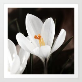 White Crocus Flowers II Art Print