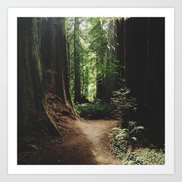 Redwood Trail Art Print