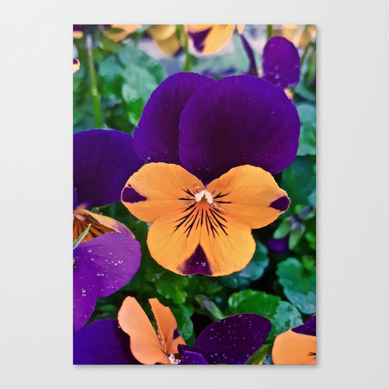 Pansy; Clear and Calm Canvas Print