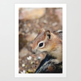 0536 Art Print | Chipmunk, Animal, Photo, Wildlife, Banff, Macro, Alberta, Icefieldsparkway, Canada 