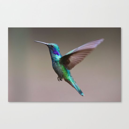hummingbird Canvas Print