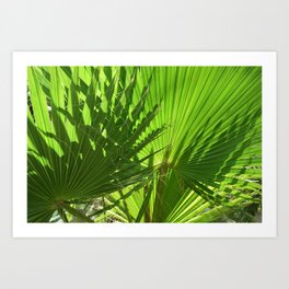 Shades of Palm Leaves Art Print | Tropical, Photo, Nature, Shadows, Palmleaves, Plants, Photograph, Leaf, Foliage, Green 