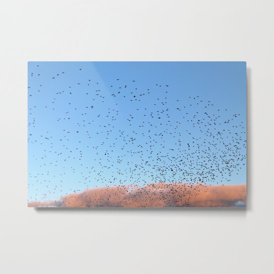 Starling Swarm Metal Print