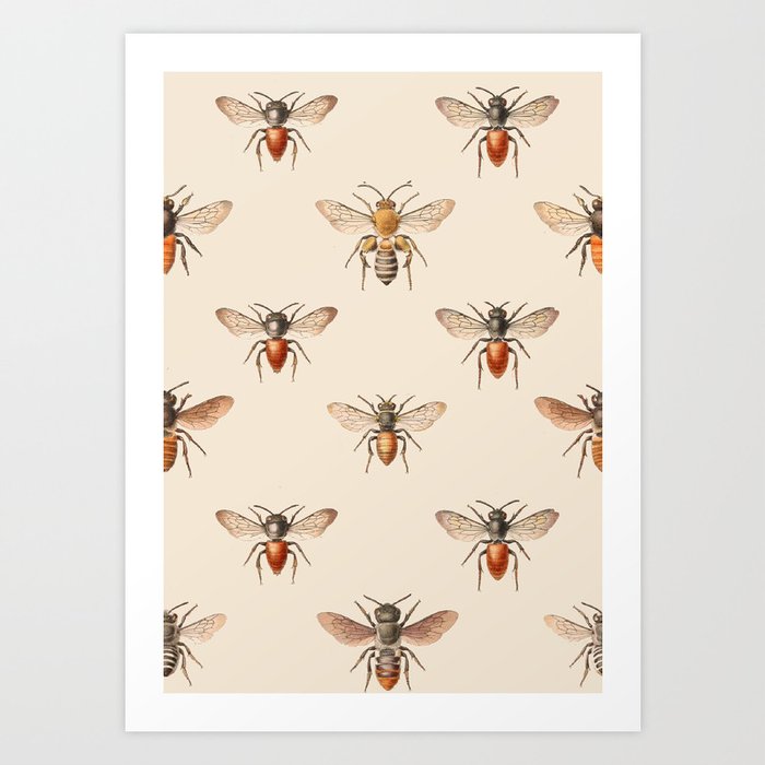vintage honey bee illustration