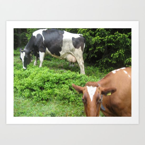 Cows 1 Art Print