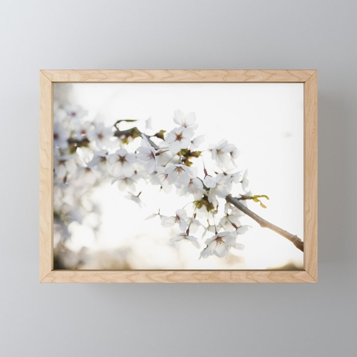 Cherry Tree Blossoms Framed Mini Art Print