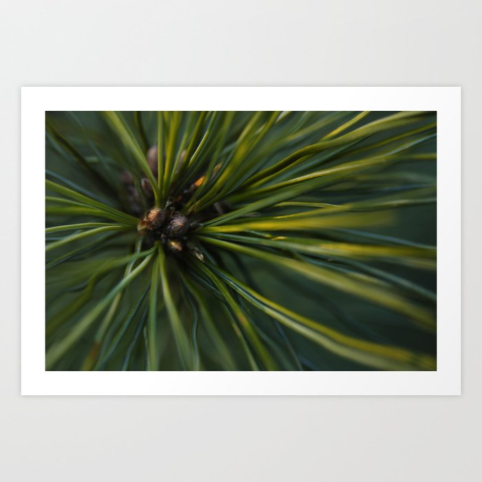 The Pine Art Print