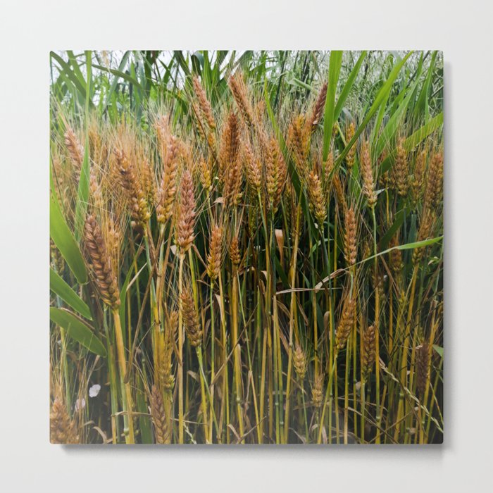 Summer wheat field in the countryside Metal Print