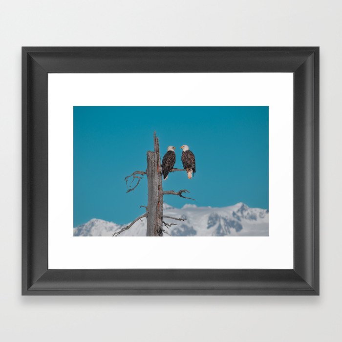 Alaskan Bald Eagles Duo - Turquoise Sky Framed Art Print