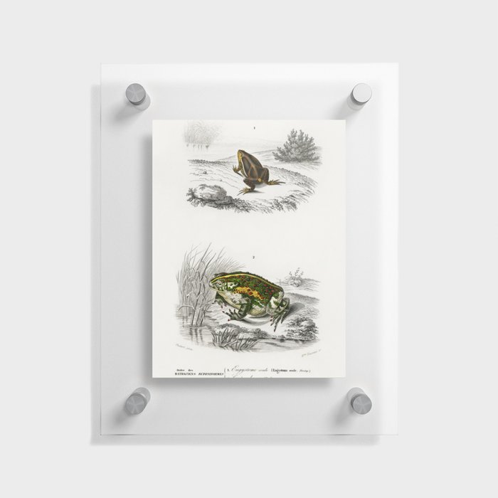 Oval Frog & Green Toad Floating Acrylic Print