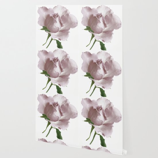Single Rose Wallpaper by lisamccoy