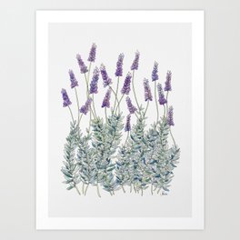 Lavender, Illustration Art Print