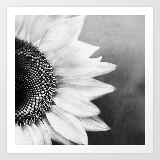 B&W Sunflower Art Print