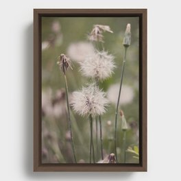 Dandelion Framed Canvas
