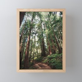 Muir Woods Framed Mini Art Print