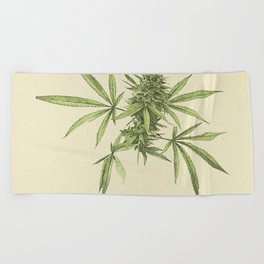 Vintage botanical print - Cannabis Beach Towel