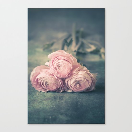 Lovely Ranunculus Canvas Print