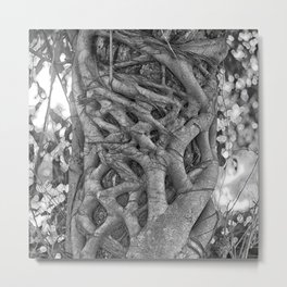 Tangled strangler fig Metal Print