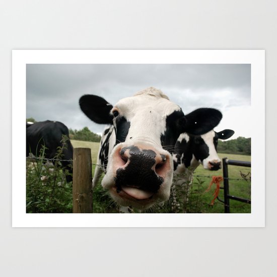 Cow Art Print