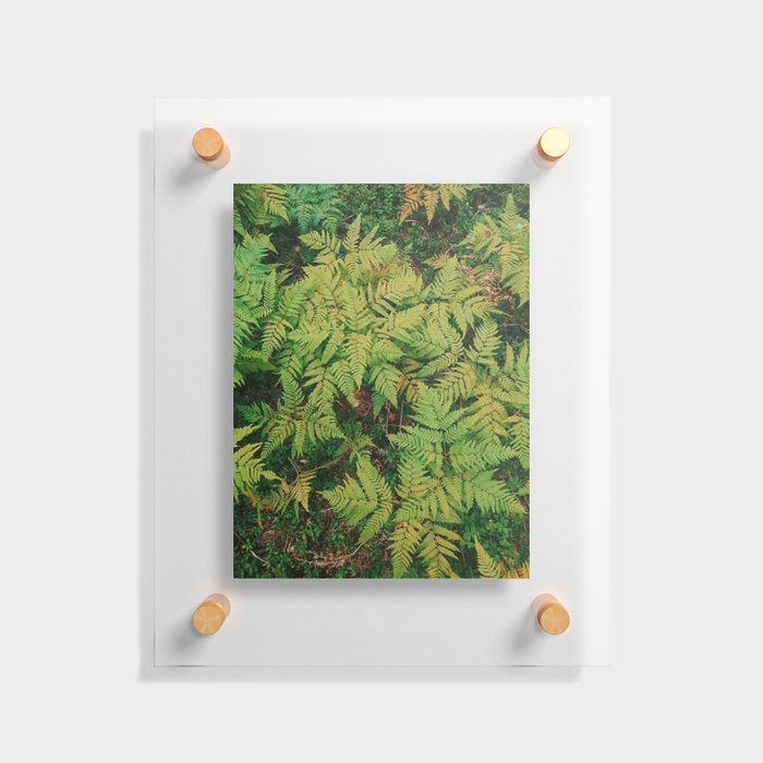 Field of Ferns  Floating Acrylic Print